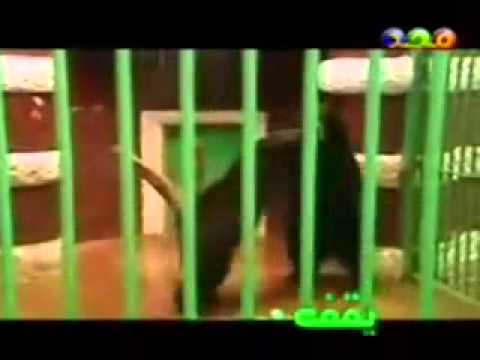 أنشودة حديقة الحيوانات قناة المجد Youtube