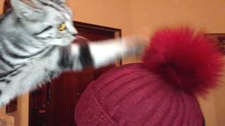 Dreamy, a British shorthair kitten: playing with my new cap by Dreamy Cat 61 views 7 years ago 1 minute, 10 seconds