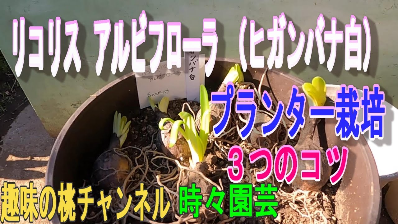 リコリス アルビフローラ（ヒガンバナ白）】プランター栽培 22/11/16
