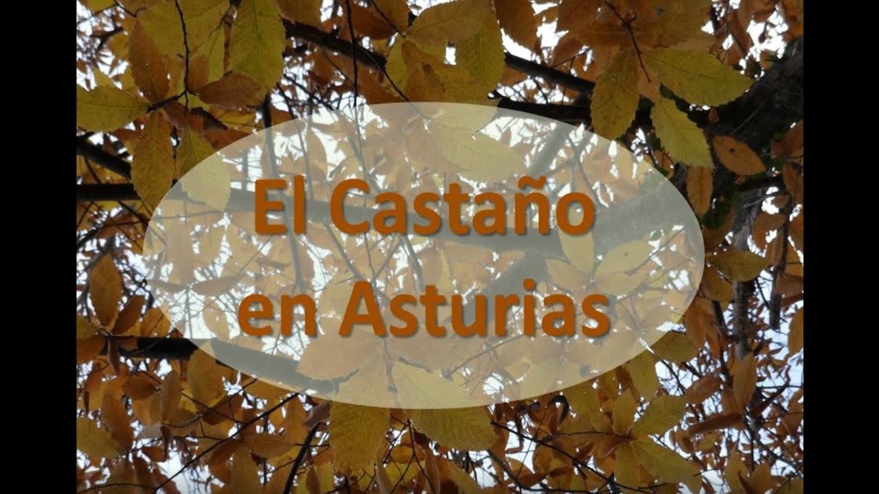 El castaño en Asturias
