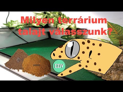 Videó: Mi a jó név egy gekkónak?