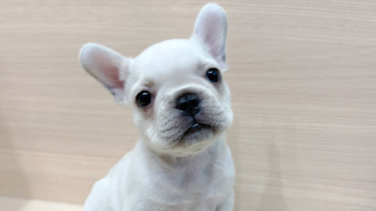 Rブルドッグパピー12kg×2本 フレンチブルドッグ | 子犬情報 | 【パピードリーム】子犬・子猫を販売