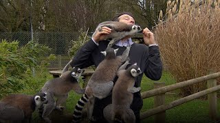 BBC記者、飛び交うキツネザルにもみくちゃにされ