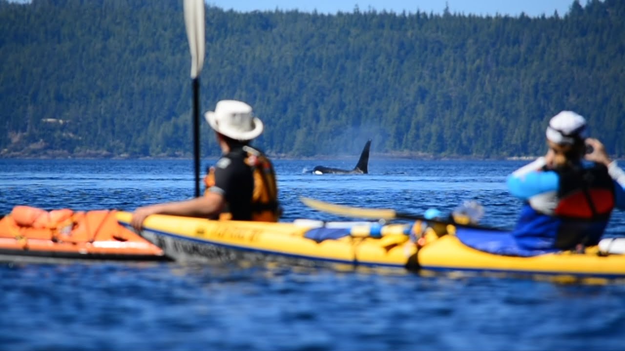 orca kayaking trip