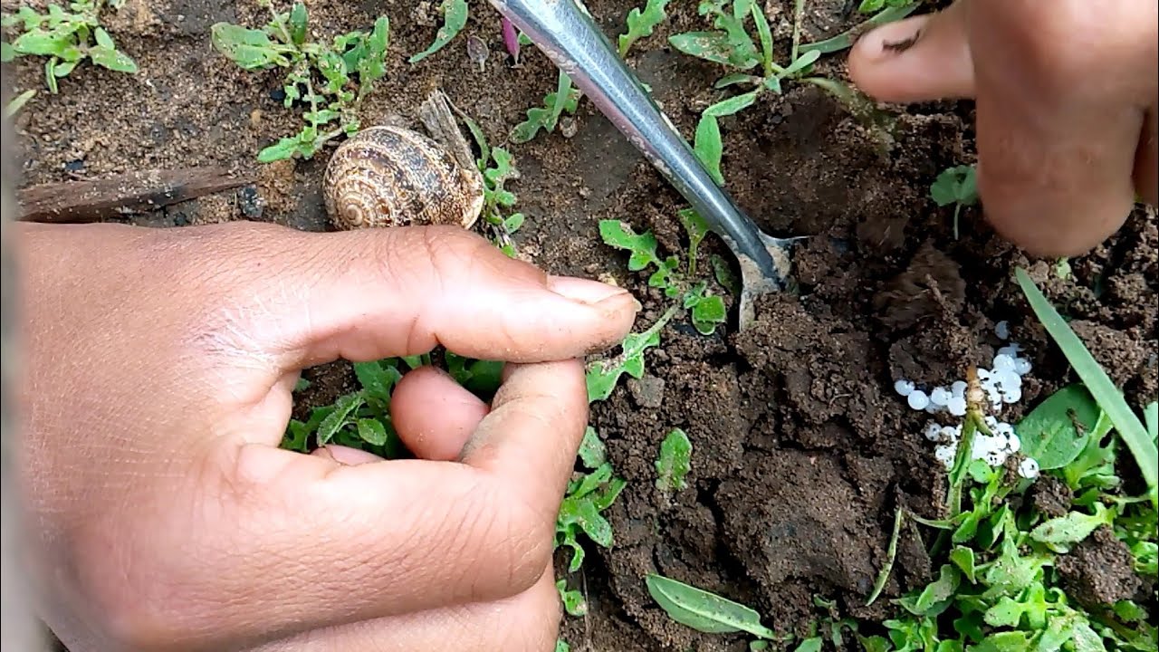 تعلم كيفية تربية الحلزون بأبسط الطرق 🐌🐚