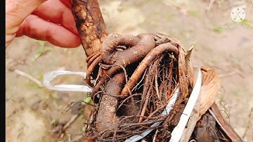 @Quấn bện rễ tạo gốc bệ quái đẹp cho cây lộc vừng bonsai mini tương lai, giâm cây lộc vừng con !