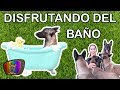 CÓMO BAÑAR a un PERRO y COMBATIR el MIEDO | Adiestramiento Canino