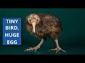 Kiwi: The Bird That Can&rsquo;t Fly And Walks At Night