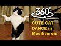 VR CAT DANCE | VR Cat Meme Dance in Shower Songs #vr #catmemes #360 #360video #catdance #cutecat