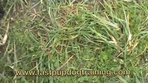 Started Hunting Boykin Spaniel