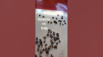 insects fight #insects #fight