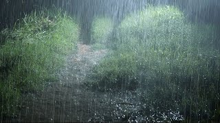 Continuous Rain on a Quiet Forest Road with Thunderstorm Sounds  Heavy Rain Sounds for Sleeping