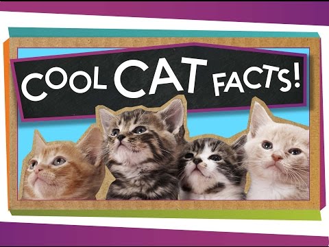 3 Cool Facts About Cats!