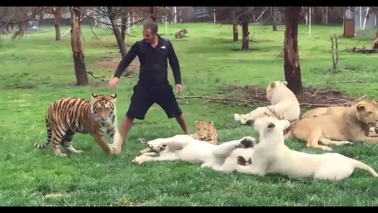 Спас от нападения. Нападения тигров на людей.
