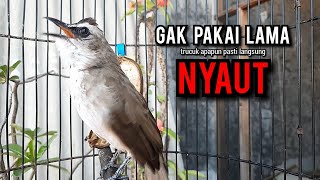 Download Lagu trucukan gacor TARUNG ROPEL PANJANG pancingan trucukan agar bunyi jadikan burung trucuk gacor EMOSI MP3 Download Lagu trucukan gacor TARUNG ROPEL PANJANG pancingan trucukan agar bunyi jadikan burung trucuk gacor EMOSI MP3