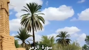 سورة الزمر . برواية حفص على قصر المنفصل. أبو عمر عبد العزيز سعيد بن غائب