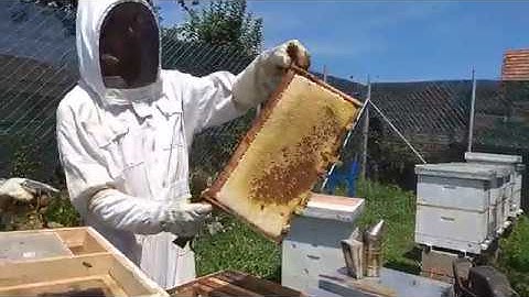 How to Remove Bees from Honey Frames