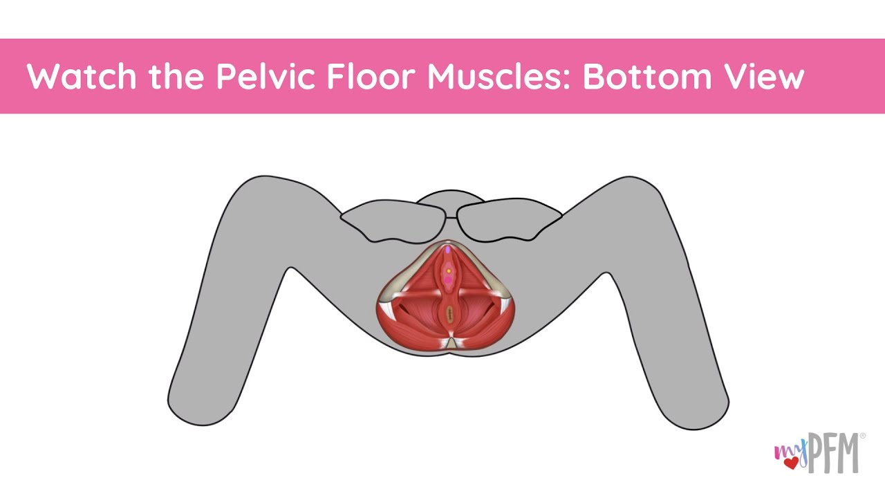 Watch the pelvic floor muscles work: bottom view - YouTube