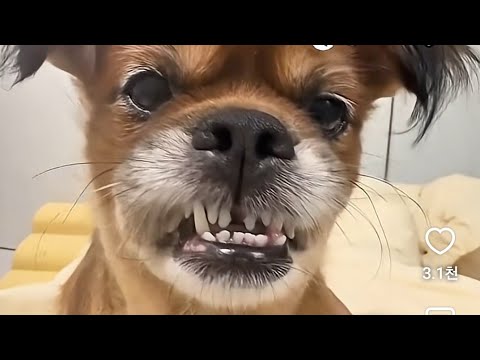샛별이#부산명지전어 11일#2부
