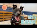 Ruby Bluebird | Pretty, playful, wonderfully well-rounded