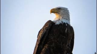 Eagle sound effect