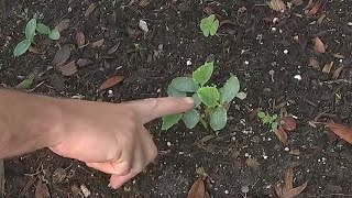 Tomato plants are loving the Florida weather | Good Day Tampa Bay