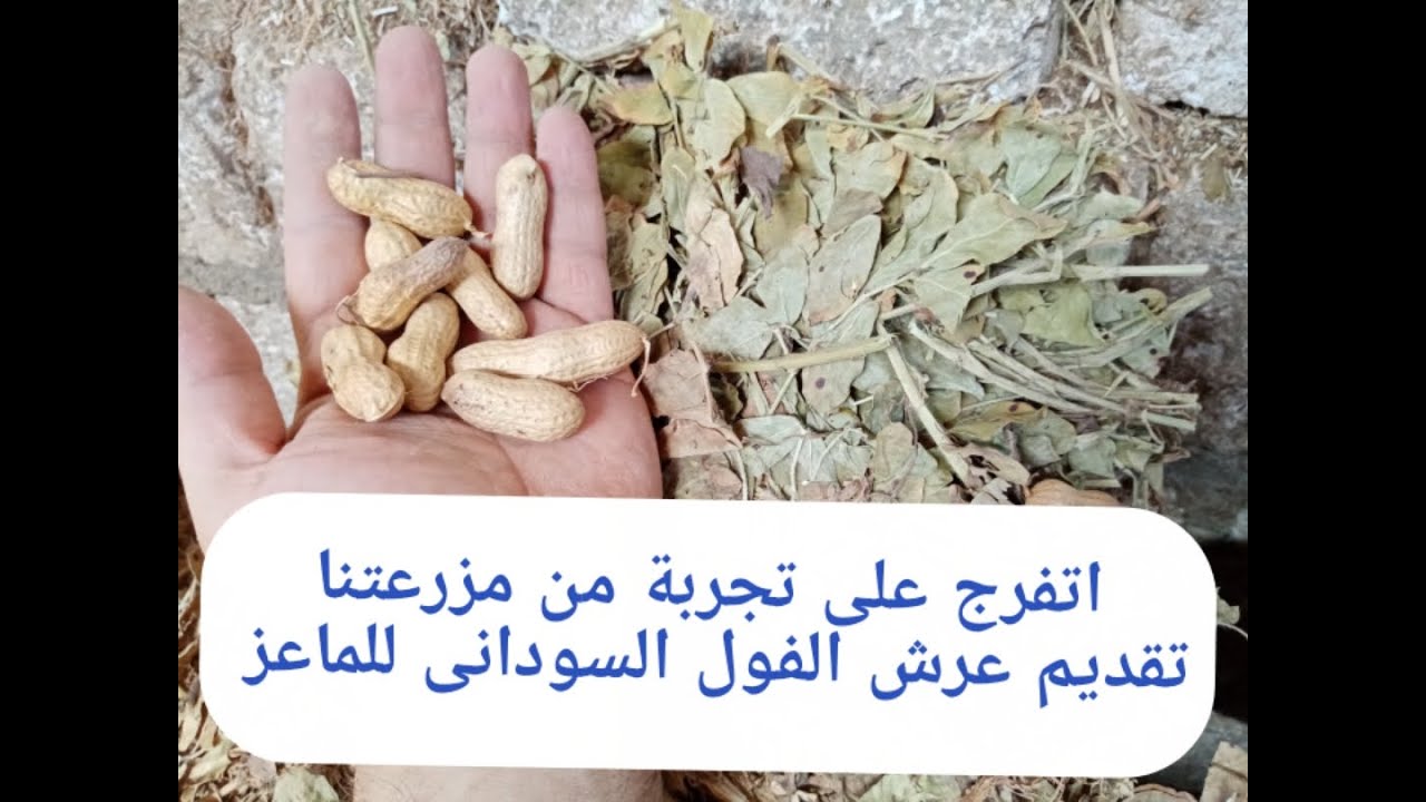 تقديم عرش الفول السودانى للماعز (تجربة واقعية من ارض مزرعتنا)