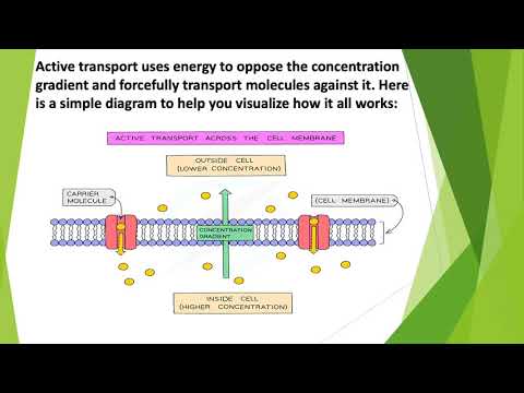 Grade 9 - Movement in and out of Cells: Active transport - Biology - IGCSE - Ms. Swati Karande