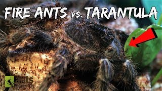 Fire Ants vs. BirdEater Tarantula