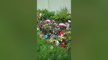 What the yard in pond looks like after another full rain feeding the fish and it