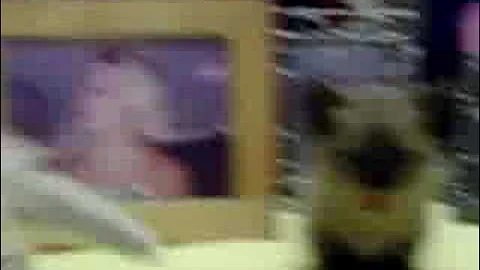 Watch the video about Munchkin Kittens on dining room table www.munchkins.com