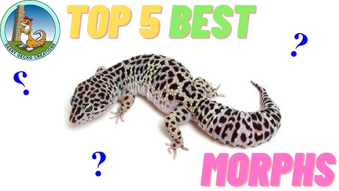 leopard gecko morphs