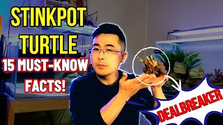 STINKPOT TURTLE CARE: 15 Things Beginners MUST Know (The Good, The Bad, & The DEALBREAKER)