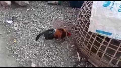 qaib qus qaib dib khav heev cuab tuaj zoo 100%.54502004.