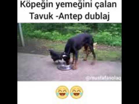 Köpeğin temeğini çalan tavuk antep dublaj