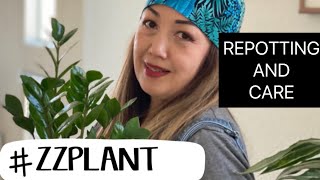 HOW TO CARE FOR ZZ PLANT / Repotting and Care Zamioculcas Zamiifolias Indoor Plant / Houseplant Care