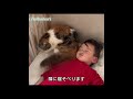 これは全ネット民に羨ましがられている子猫です #猫 #科学解説#動物