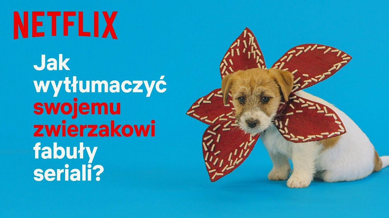 netflix series nuevas Człowiek, co oglądasz? | Jak wytłumaczyć swojemu zwierzakowi fabuły seriali? | Netflix