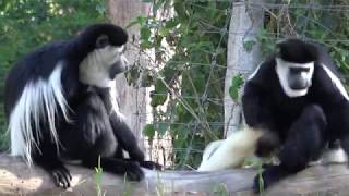 Emiloush SAFARI Adventure GORILLA, CHIMPANZEE, COLOBUS, WEEPER CAPUCHIN.