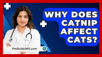 Why Does Catnip Affect Cats? - PetGuide360.com