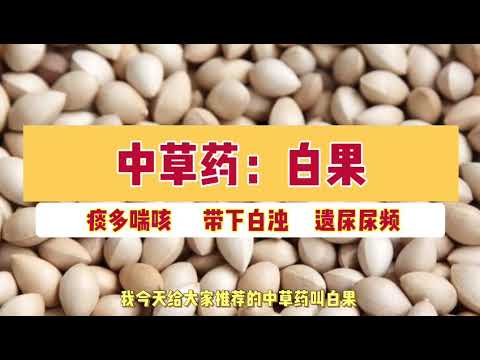 中草药：白果（银杏果）敛肺定喘，止带缩尿等功效了解一下，乡间无杂草 会用是个宝。