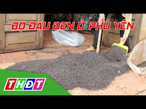 Video Phú Yên: Côn trùng lạ bay vào nhà dân là bọ đậu đen |... - youtube