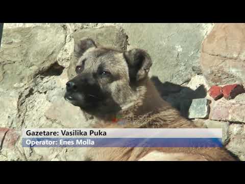 Video: Qyteti I Spanjës Punëson Poo 'Detektiv' Për Të Spiunuar Pronarët E Qenve