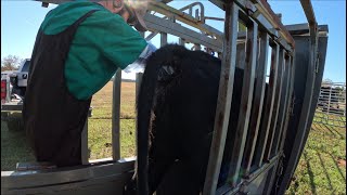 Preg Checking Cows & Castrating Bulls by PatrickShivers 2,339 views 5 months ago 17 minutes