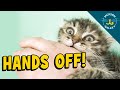 The Wrong Way To Play With Your Cat 