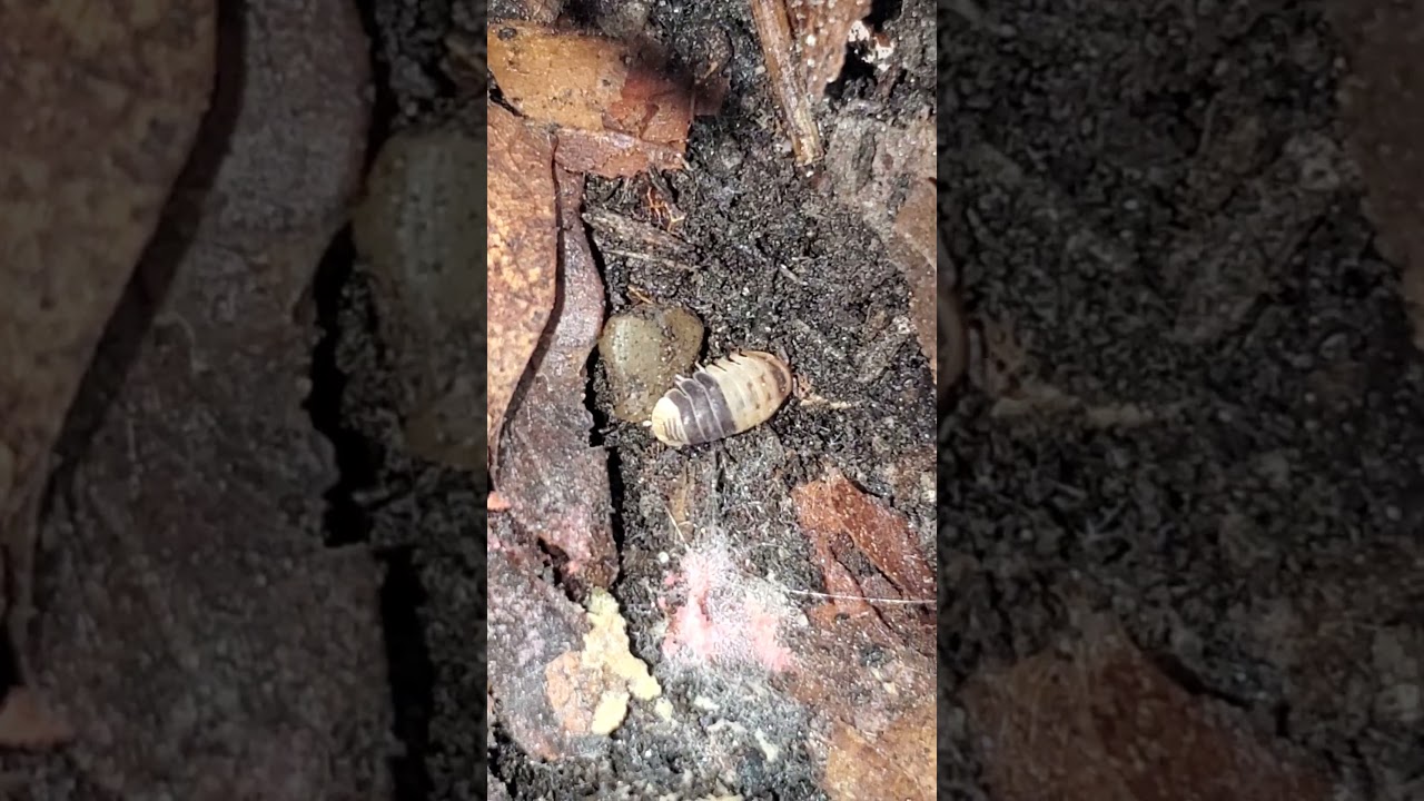 Cubaris sp. Карликовые изоподы белой акулы! Крошечные изоподы!