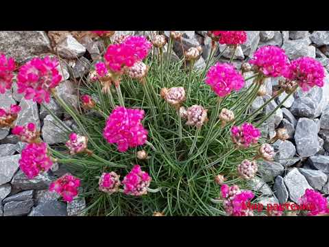 Видео: Приморские растения и цветы - как выбрать приморское растение