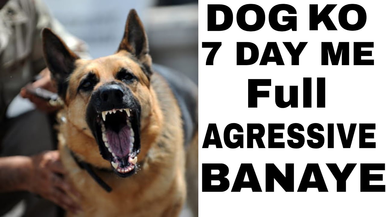 dog ko aggressive kaise banaye dog ko bark kaise sikhaye dog ko