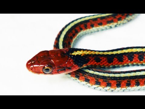 Видео: Является ли подвязочная змея домашним животным?