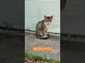 舌出し猫のマジック ねこねこヘヴン